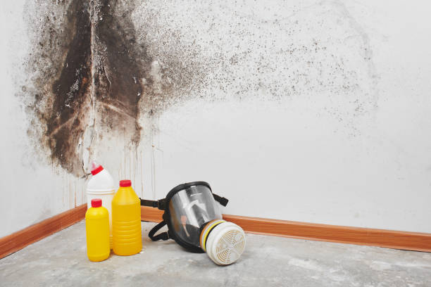 Best Certified Mold Removal  in East Pasadena, CA