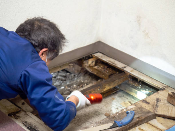 Best Mold Cleaning Services  in East Pasadena, CA