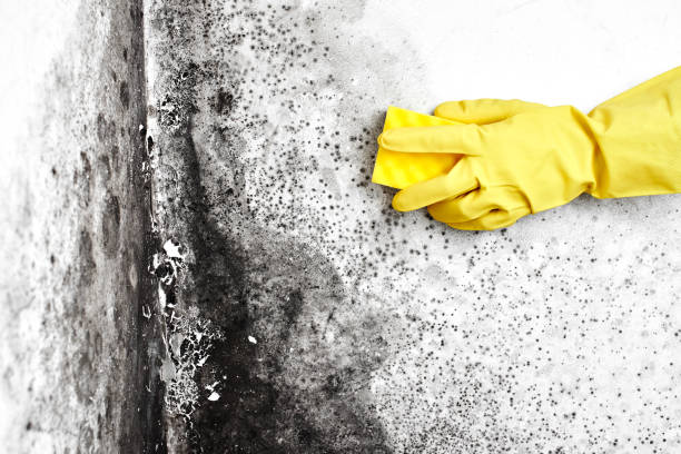 Best Mold Remediation  in East Pasadena, CA