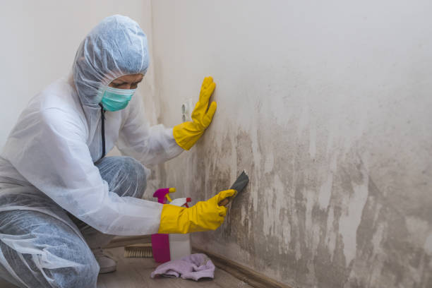 Best Commercial Mold Removal  in East Pasadena, CA