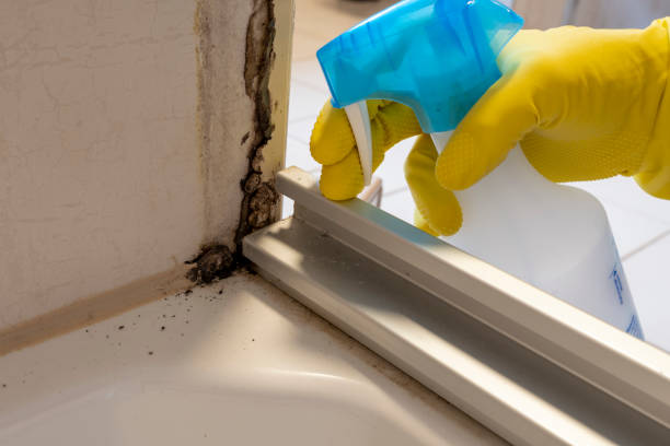 Best Mold Cleaning Services  in East Pasadena, CA