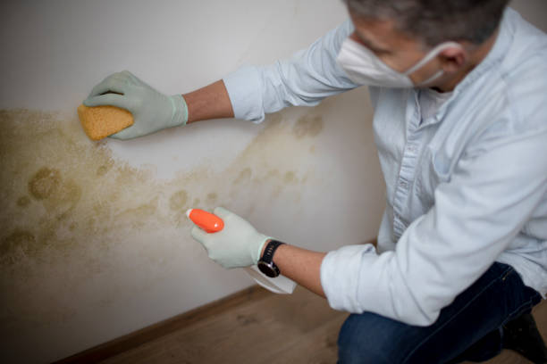 Best Residential Mold Removal  in East Pasadena, CA