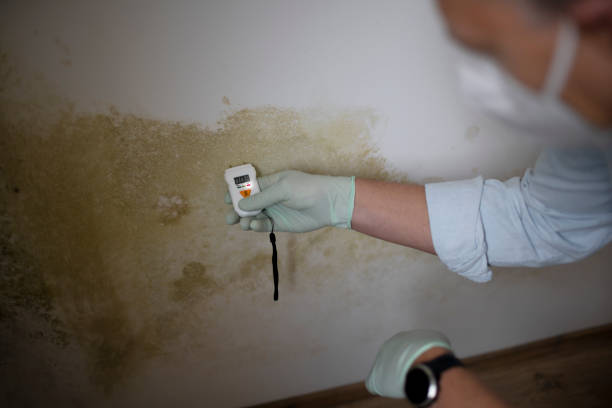 Best Residential Mold Removal  in East Pasadena, CA