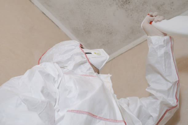 Best Mold Damage Repair  in East Pasadena, CA