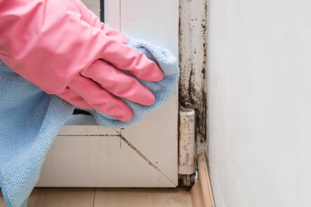 Best Mold Damage Repair  in East Pasadena, CA