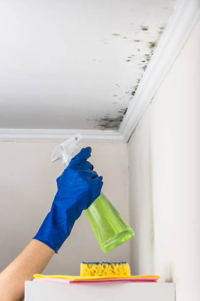 Best Fast Mold Removal  in East Pasadena, CA