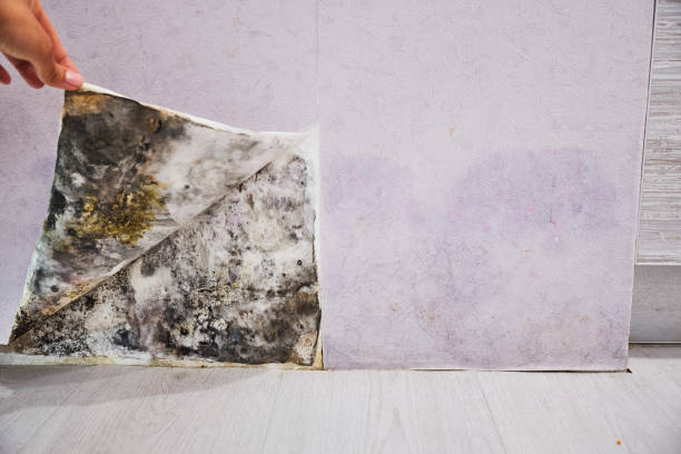 Best Same-Day Mold Removal  in East Pasadena, CA